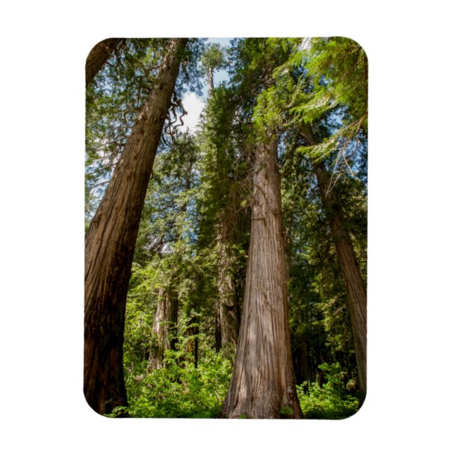 Western Red Cedar Trees Magnet (Vertical)