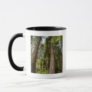Western Red Cedar Trees Mug