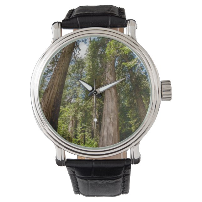 Western Red Cedar Trees Watch (Front)