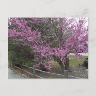 Western Redbud Postcard