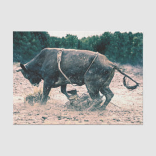 Western Rodeo Black Bull Country Cowboy Rustic Tissue Paper