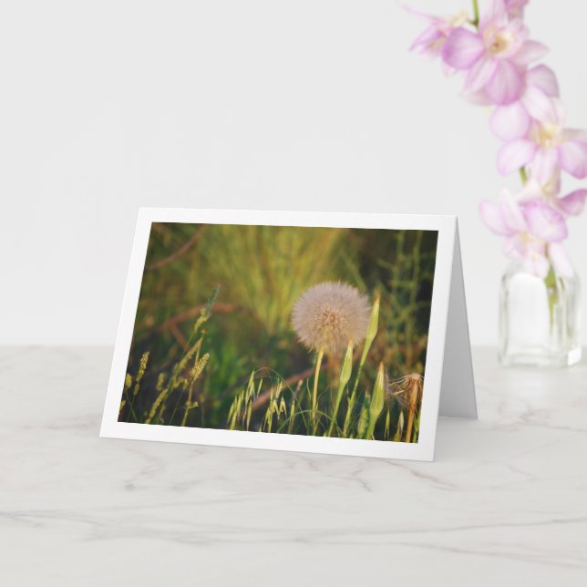 Western Salsify Plant Card (Orchid)