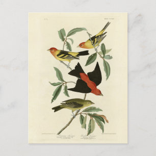 Western, Scarlet Tanagers Audubon Birds of America Postcard