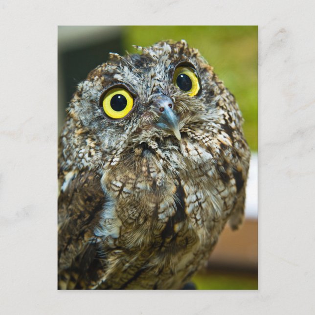 Western Screech Owl Close-up Photo Postcard (Front)