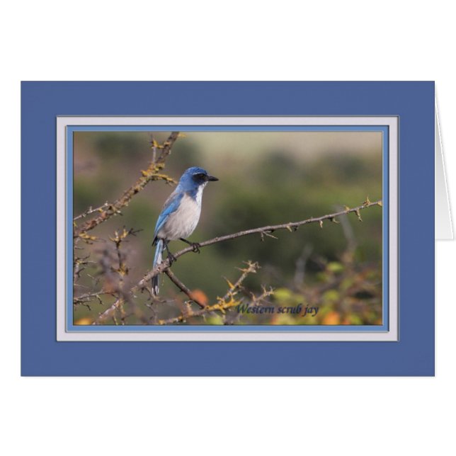Western_scrub_jay_1613 (Front Horizontal)
