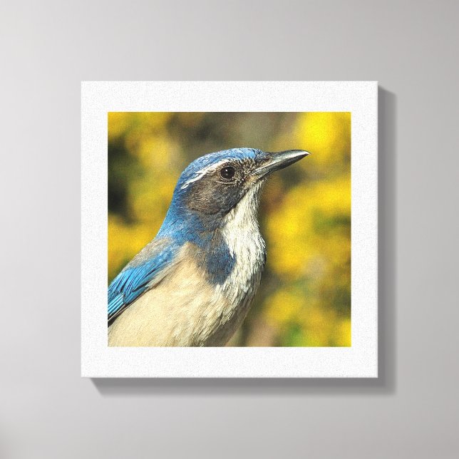 Western Scrub Jay Canvas Print (Front)