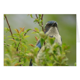 Western Scrub-Jay Card