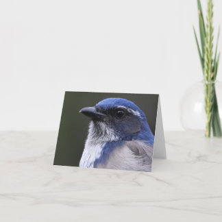 Western Scrub-Jay - Joe Sweeney - card