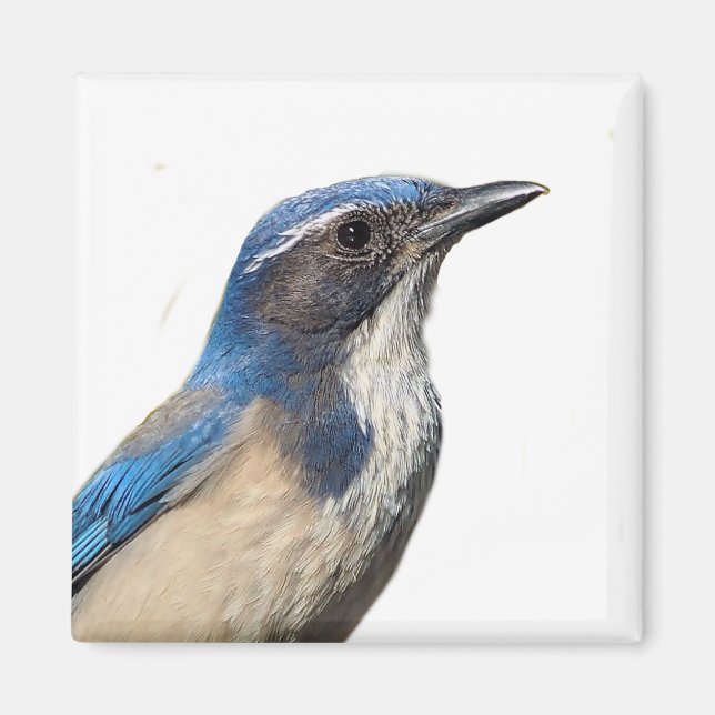Western Scrub Jay Magnet (Front)