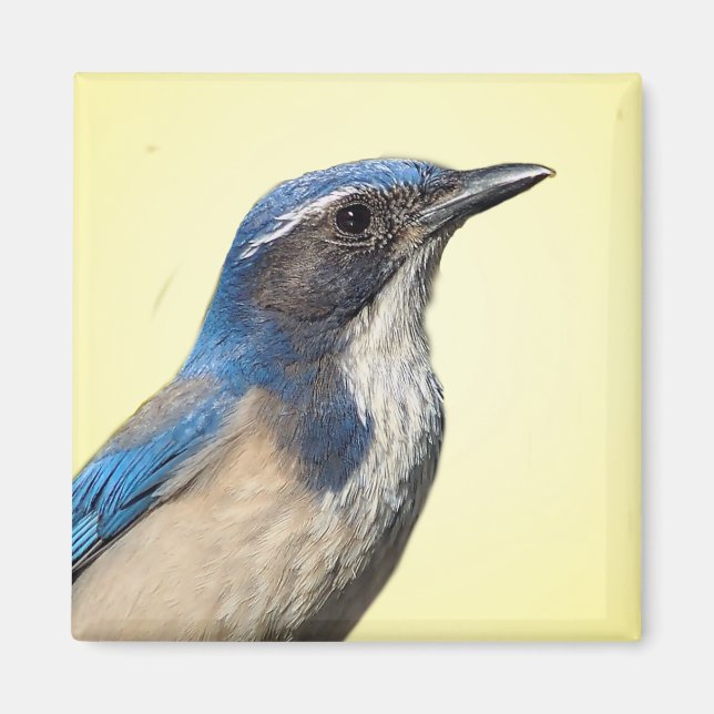 Western Scrub Jay Magnet (Front)
