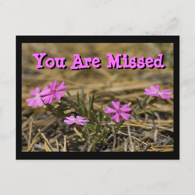 Western Showy Purple Phlox Wildflower Custom Postcard (Front)