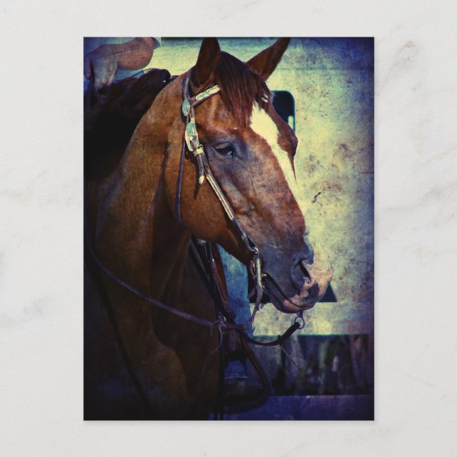 Western Sorrel Grunge Postcard (Front)