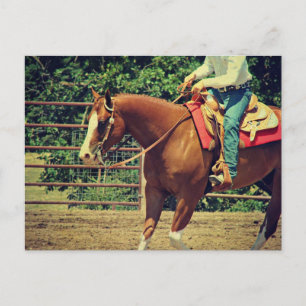 Western Sorrel Postcard
