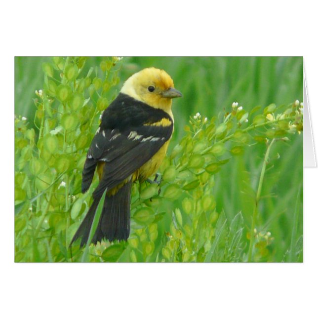 Western Tanager (Front Horizontal)