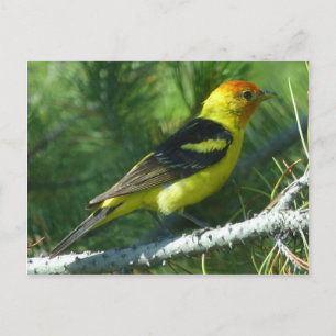 Western Tanager bird close view Postcard