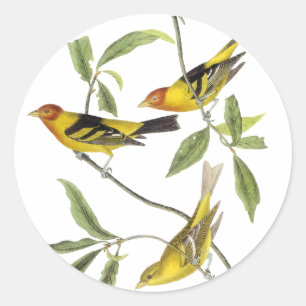 Western Tanager - John James Audubon Classic Round Sticker