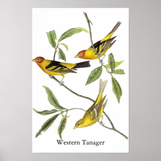 Western Tanager - John James Audubon Poster (Front)