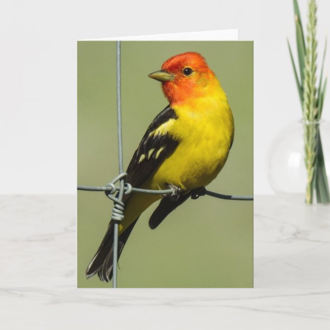 Western Tanager Notecard (Front)