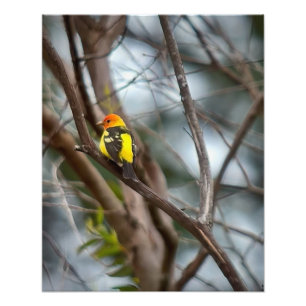 Western Tanager Photo Print