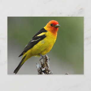 Western Tanager Photograph Postcard