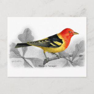 Western Tanager Postcard