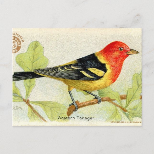Western Tanager Postcard (Front)
