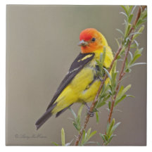 Western Tanager