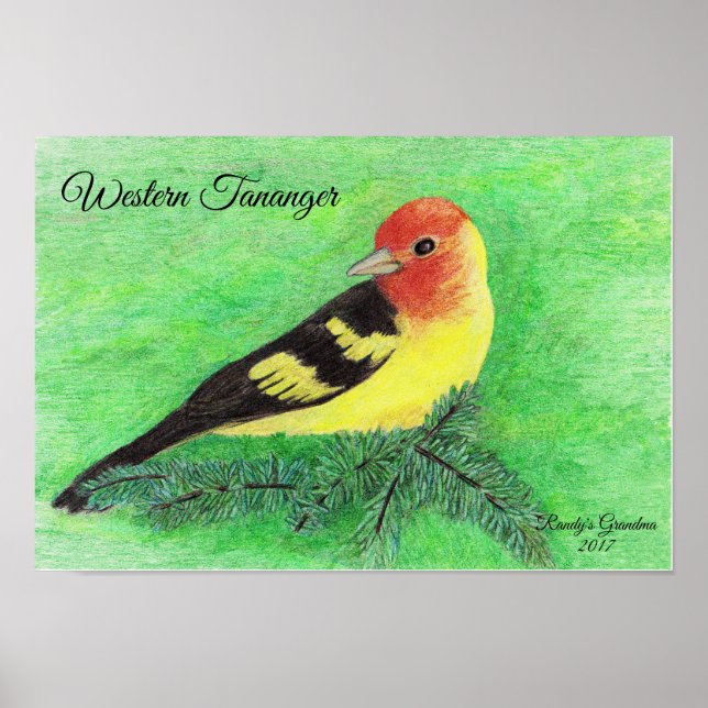 Western Tananger Bird Coloured Pencil Art Poster (Front)