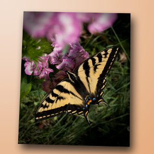 Western Tiger Swallowtail Butterfly Closeup Photo Postcard