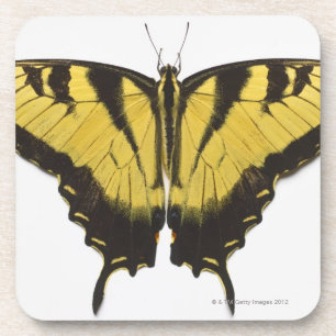 Western Tiger Swallowtail Butterfly Coaster