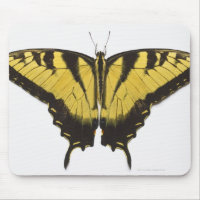 Western Tiger Swallowtail Butterfly