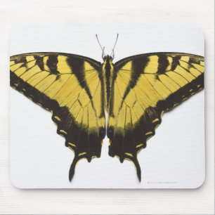 Western Tiger Swallowtail Butterfly Mouse Pad