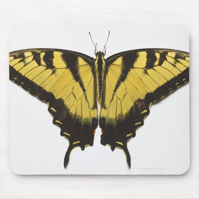 Western Tiger Swallowtail Butterfly Mouse Pad (Front)