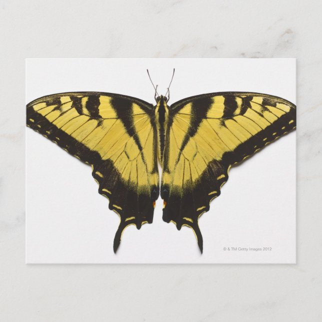 Western Tiger Swallowtail Butterfly Postcard (Front)