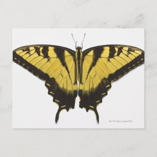Western Tiger Swallowtail Butterfly Postcard