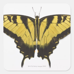 Western Tiger Swallowtail Butterfly Square Sticker