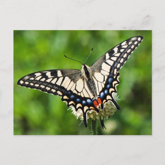 Western tiger swallowtail (Papilio rutulus) Postcard (Front)