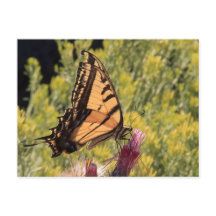 Western tiger swallowtail