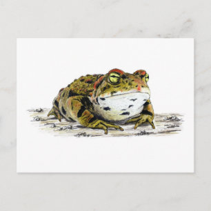 Western Toad Postcard