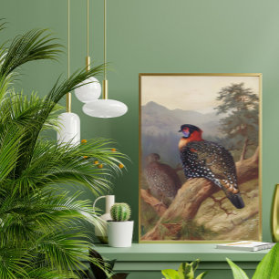 Western tragopan, Bird Illustrations Poster