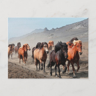 Western Trail Postcard