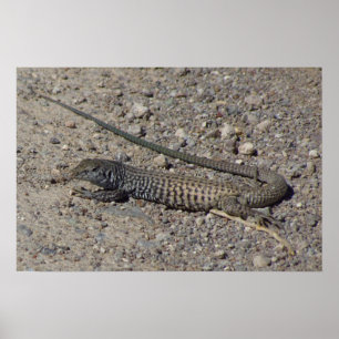 Western Whiptail Poster