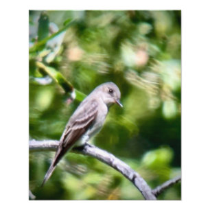 Western Wood Pewee Photo Print