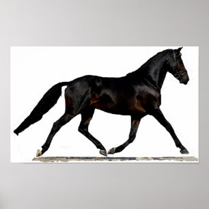 Westfalen Dressage Horse Poster Print
