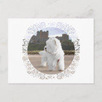 Westie at Bamburgh Castle