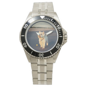 Westie Beach Watch