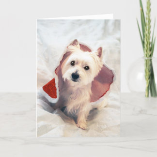 "Westie Claus" Holiday Card