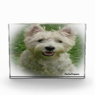 Westie Dog. Photo Block