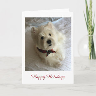 Westie Holiday Card