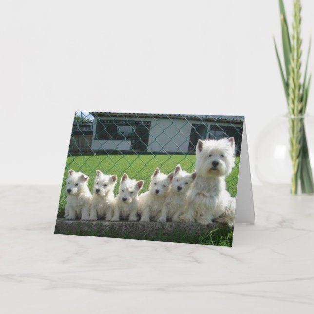 Westie Mother and Puppies Card (Front)